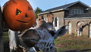 Londono zoologijos sodo gyventojai taip pat švenčia Heloviną