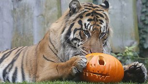 Londono zoologijos sodo gyventojai taip pat švenčia Heloviną