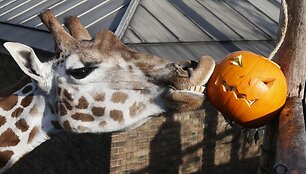 Londono zoologijos sodo gyventojai taip pat &scaron;venčia Heloviną