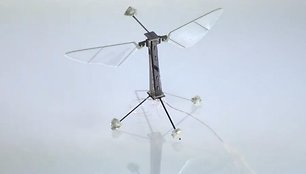 Harvardo mokslininkų sukurtas robotas-bitė „RoboBee“