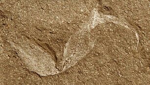 Gondwanascorpio emzantsiensis geluonis