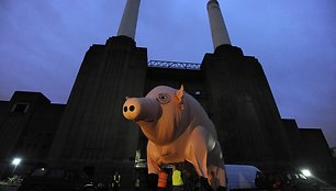 „Pink Floyd“ kiaulė prie Londono Batersio jėgainės ruošiasi skrydžiui.