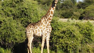 Safaris