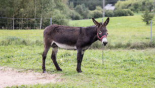 &bdquo;Pauk&scaron;čių kaime&ldquo;