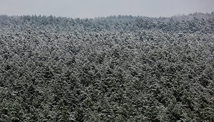 Lengva sniego paklotė apdengė Neries regioninį parką