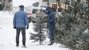 &Scaron;iemet labiausiai perkamos didelės eglės.