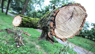 Per audrą išvartyti medžiai tebetvarkomi