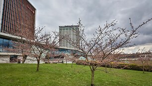 Sakuros dar tik ruo&scaron;iasi žydėti