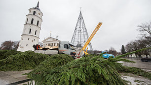 Vilniaus Katedros aikštėje statoma Kalėdų eglė