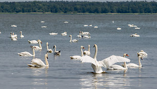 Gulbės Kuršių mariose