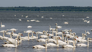 Gulbės Kuršių mariose