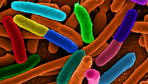 E.coli bakterija