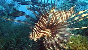 Pterois