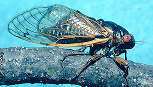 Cicada