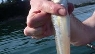 &ldquo;Kayak fishing&rdquo; nuotr.: Japonijoje stintos kvepia agurkais kaip ir pas mus.