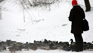 Kol vandens telkiniai neužšalę, nereikėtų skubėti lesinti vandens paukščių – jie dar patys gali susirasti maisto.