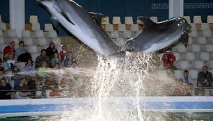 Kol vyks delfinariumo rekonstrukcija, delfinai kartu su savo treneriais leis laiką Graikijoje, Atikos zoologijos sode.