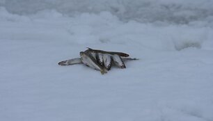 Laimikis: vos kelios smulkios žuvelės.