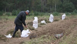 Bulvių augintojai teigia, kad vasaros kaitros išdžiovino laukus, tačiau derliumi skųstis nereikėtų.