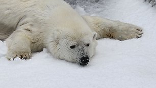 Baltoji meška džiaugiasi sniegu San Francisko Zoologijos sode.