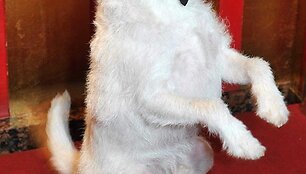 Uggie