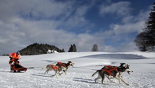 Šunų kinkinių lenktynių akimirka