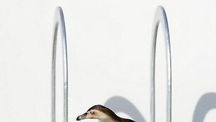 Pingvinas ant tramplino 