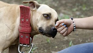 Pitbulis