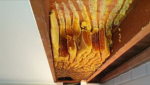 australijoje-namo-lubose-bites-susiuvo-50-kg-medaus-koriu