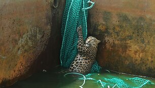 Leopardas
