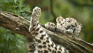 Amūrinis leopardas Argounas