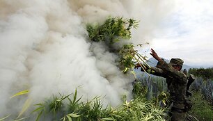 Deginama marihuana