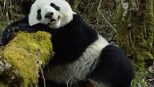 Didžioji panda