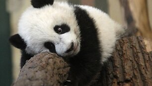 Didžioji panda