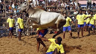 Festivalio akimirka