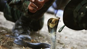 „Cobra Gold“ pratybų akimirka