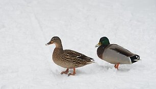 Antys &Scaron;iaurės Vakarų Anglijoje
