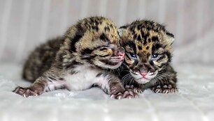 Dūminio leopardo jaunikliai