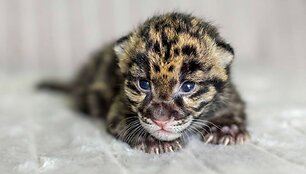 Dūminio leopardo jauniklis