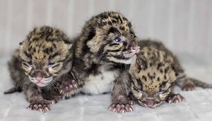 Dūminio leopardo jaunikliai