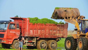 I&scaron; Čingdao paplūdimio i&scaron;vežami dumbliai 
