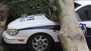 Ant policijos automobilio užvirtęs medis