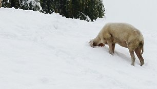 Avis ieško maisto po sniegu