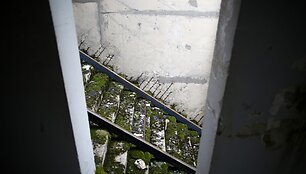 Ant slidinėjimo tramplinų vedantys laiptai 