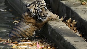 Sumatros tigro jauniklis lipa iš vandens