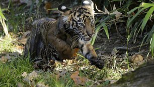 I&scaron;simaudęs sumatros tigro jauniklis