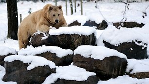 Me&scaron;ka Turkijos zoologijos sode