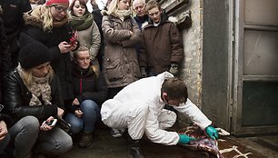 Kopenhagos zoologijos sode nušauta žirafa