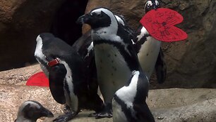San Franciske pingvinas laiko Valentino diena atviruką
