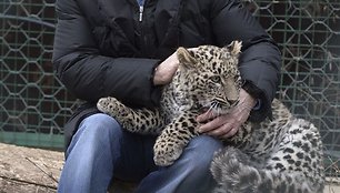 Vladimiras Putinas su leopardu